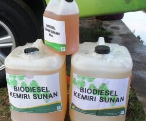 Kemiri Sunan, Pesaing Sawit untuk Biodiesel
