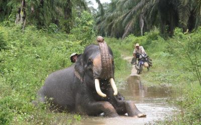 Mencegah Seteru Gajah Pada Manusia