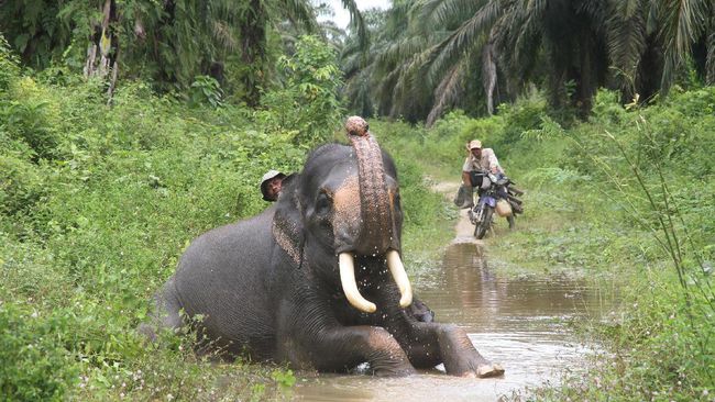 Mencegah Seteru Gajah Pada Manusia