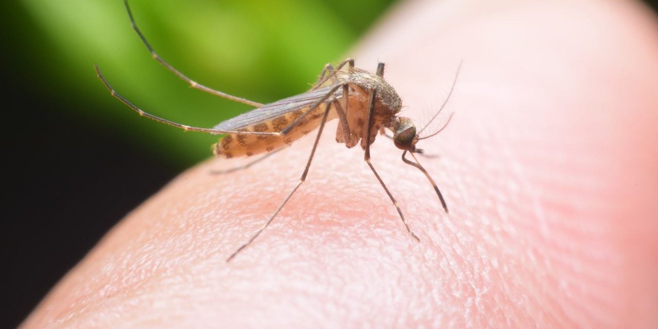Inilah Penyebab Nyamuk Makin Banyak di Musim Kemarau