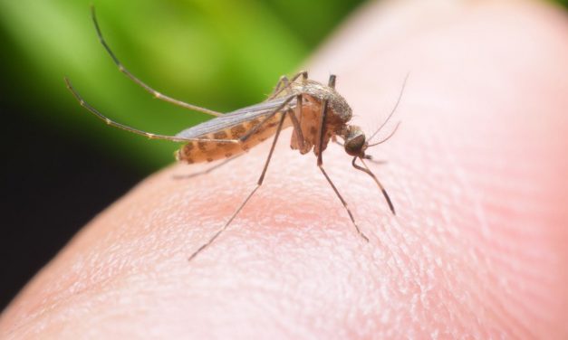 Inilah Penyebab Nyamuk Makin Banyak di Musim Kemarau
