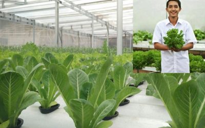 Dua Anak Muda Sukses Bertani di Tengah Kota