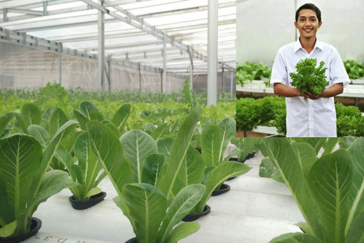 Dua Anak Muda Sukses Bertani di Tengah Kota