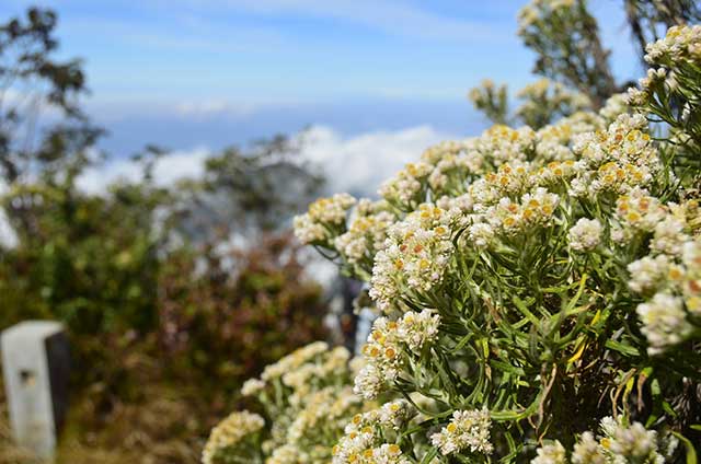 10 Fakta Edelweis, bunga perjodohan yang berkhasiat obat, jadi salah satu tanaman langka di Indonesia