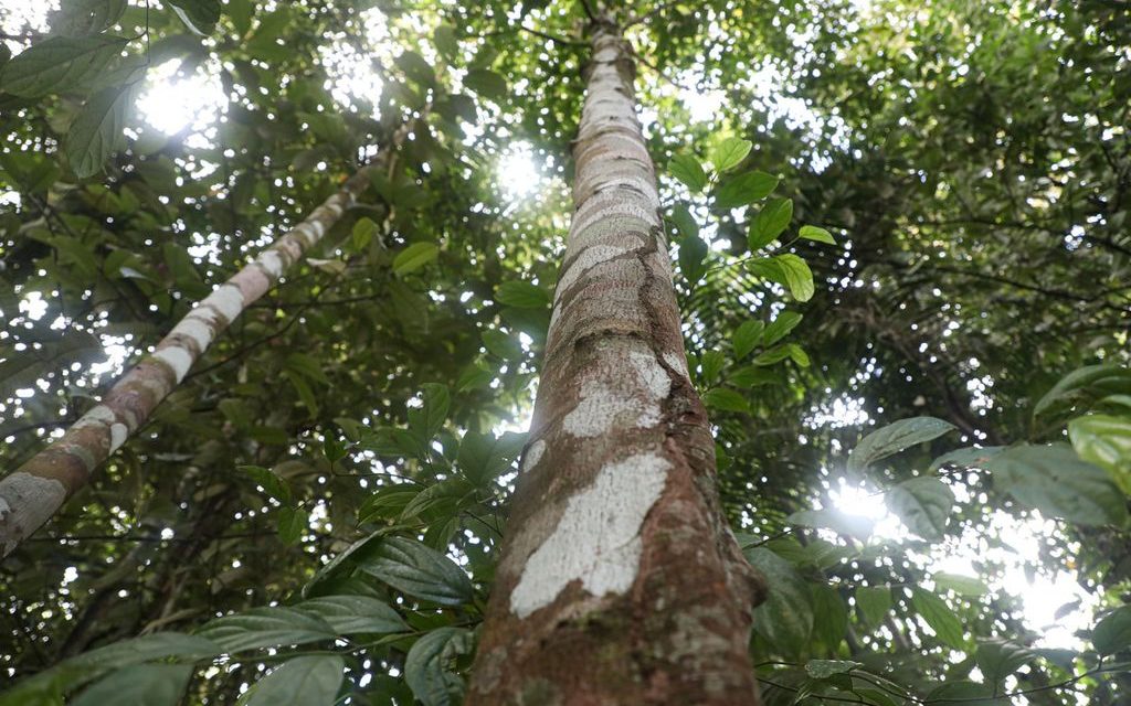 Uniknya Pohon Masoi, pohon berkulit wangi  yang Dongkrak Ekonomi Masyarakat Fakfak, Papua Barat
