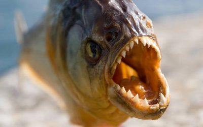 Mengenal Ichthyophobia, ketika Manusia Ketakutan pada Ikan dan Cara Mengatasinya