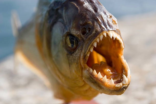Mengenal Ichthyophobia, ketika Manusia Ketakutan pada Ikan dan Cara Mengatasinya