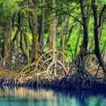 7 Fakta Menarik Hutan Mangrove Indonesia