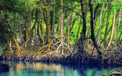 7 Fakta Menarik Hutan Mangrove Indonesia
