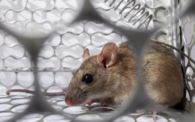 Cara Alami Mengusir Tikus dari Rumah, Hanya Butuh Sabut Baja