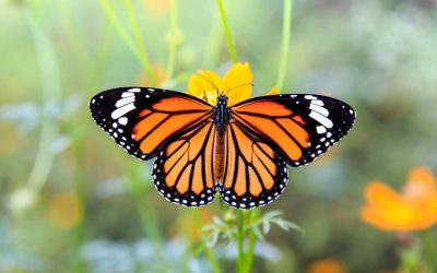 Memetakan Sebaran Kupu-kupu di Jakarta, Ilmuwan Gandeng Komunitas Warga